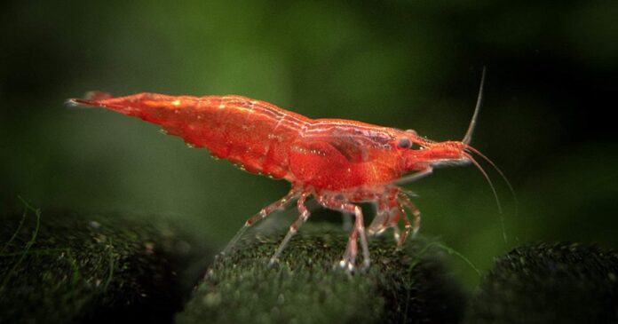 What do cherry shrimp need to stay healthy?