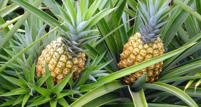 How can pineapple plant farming be made more sustainable?