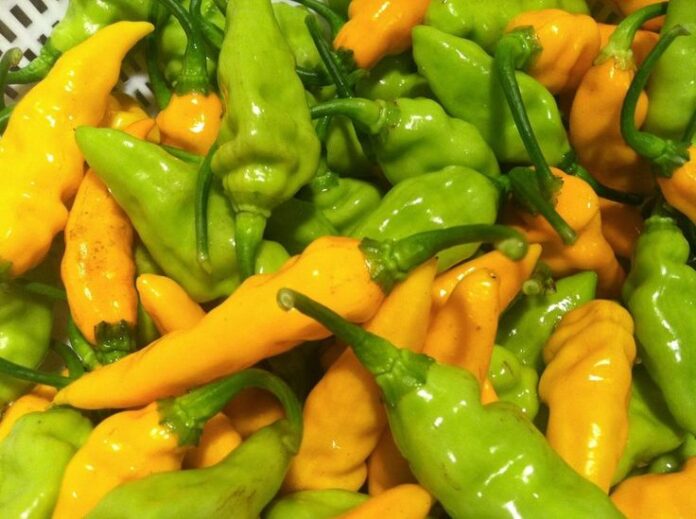 What are the critical culinary uses of jalapeno capsicum?