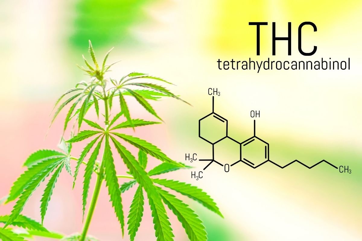 Everything About THCV for Sale: 2026 Expert Guide