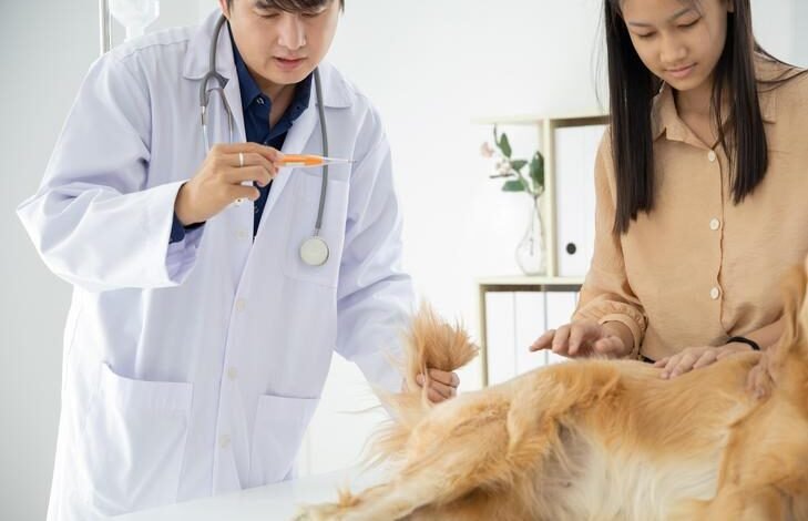 How to Identify Valley Fever Symptoms in Dogs
