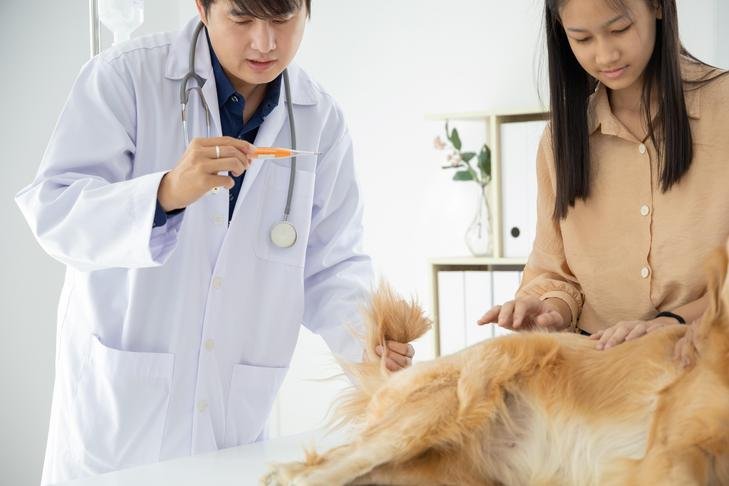 How to Identify Valley Fever Symptoms in Dogs
