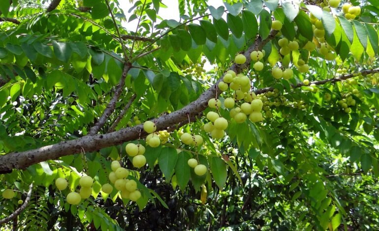 Amla Tree Benefits For Skin Hair and Health