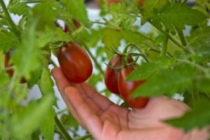 Plum Tomatoes vs Regular Tomatoes What’s the Difference?