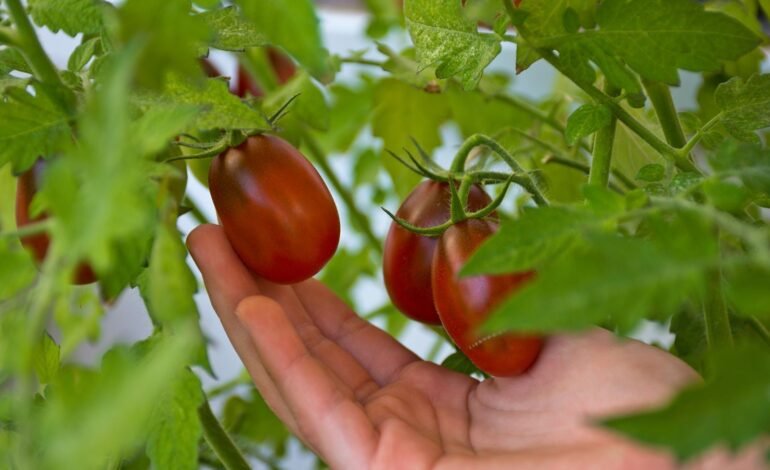 Plum Tomatoes vs Regular Tomatoes What’s the Difference?