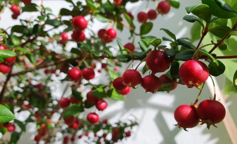 Chilean Guava For Healthy Skin and Strong Immunity 2026