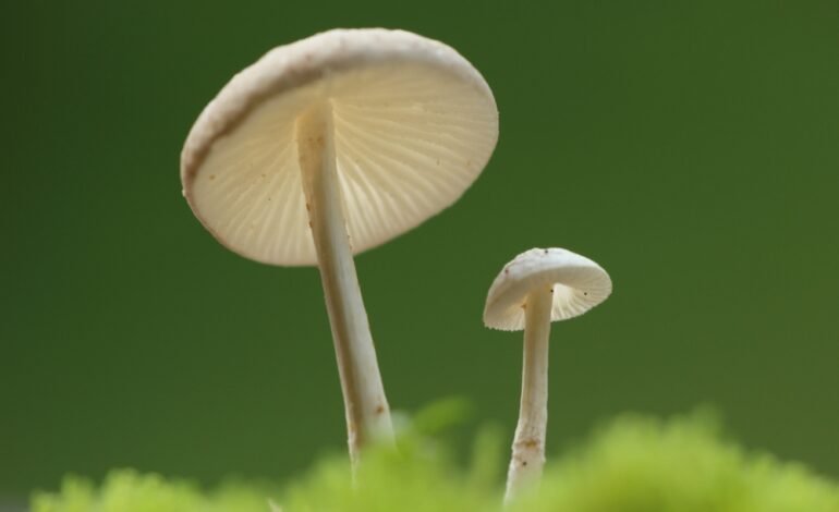 White Mushroom Benefits For Skin and Hair