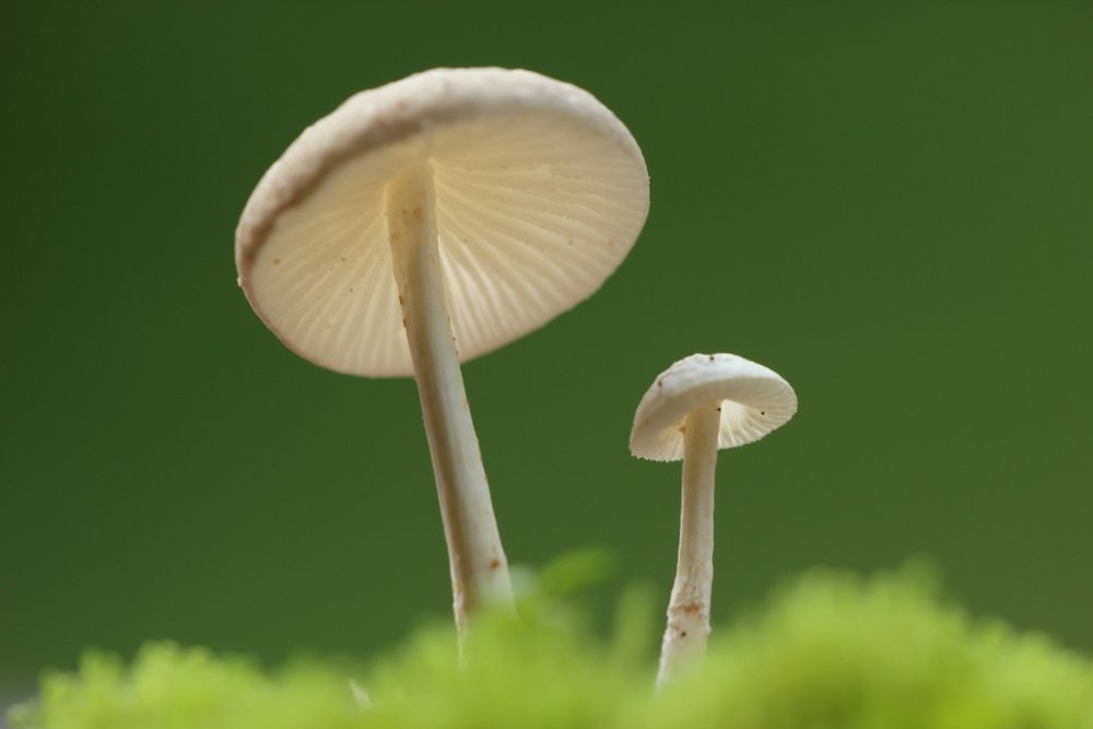 White Mushroom Benefits For Skin and Hair