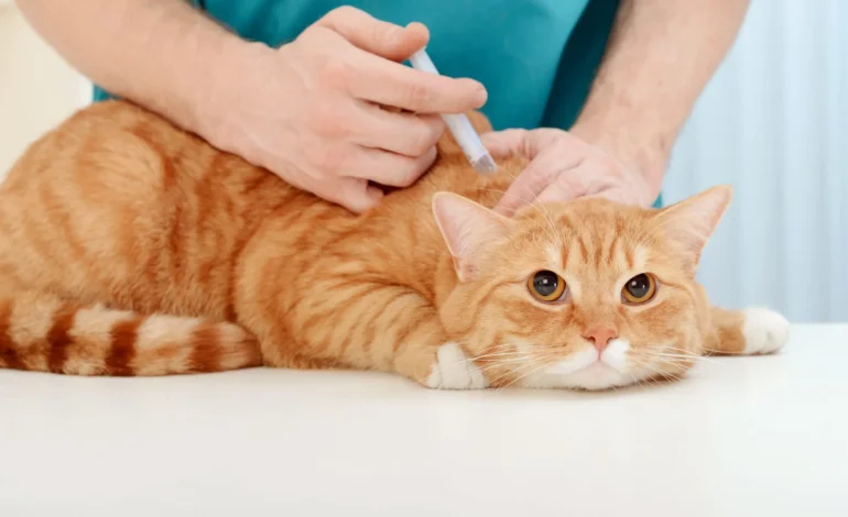 Rabies Injection For Cats and Its Health Benefits