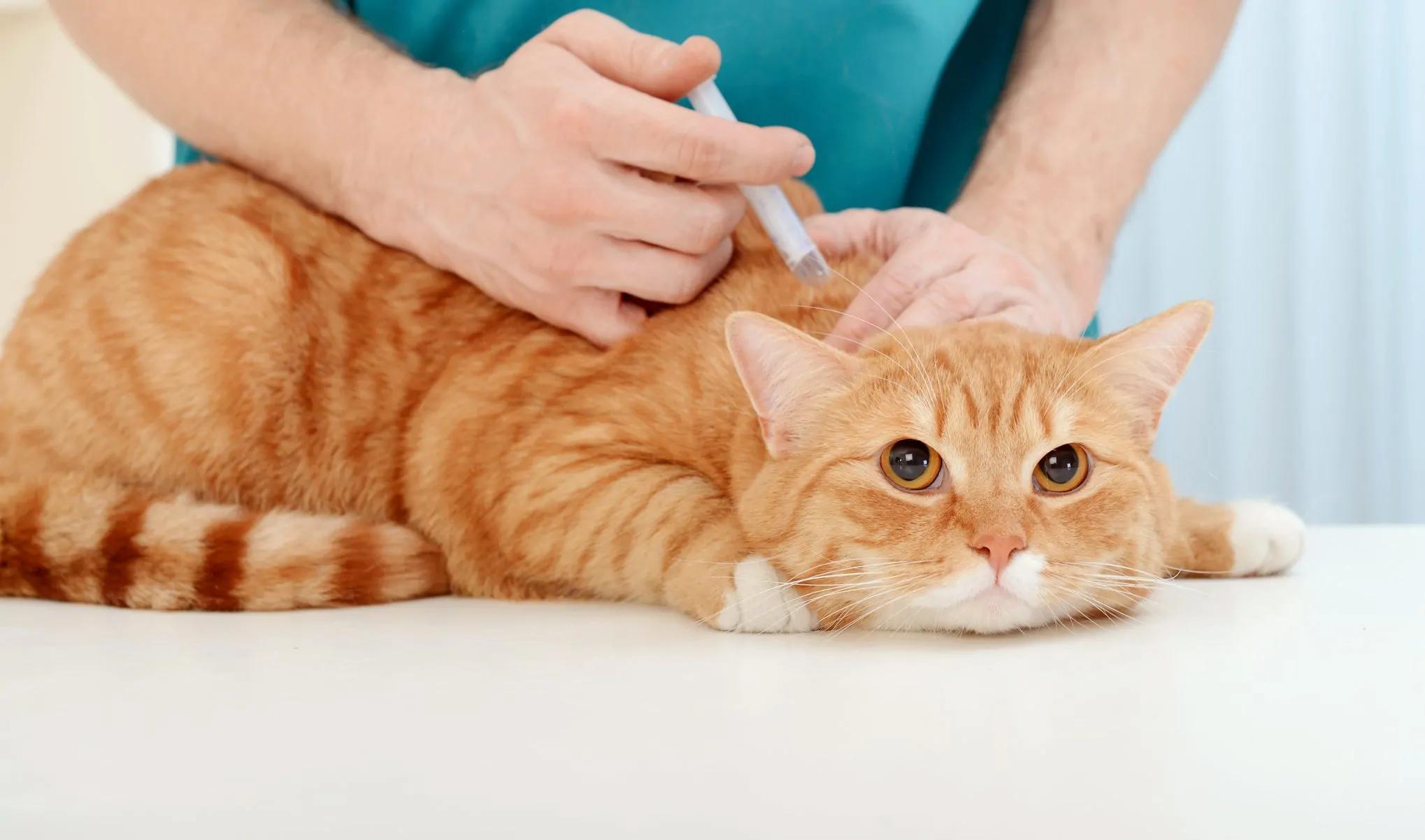 Rabies Injection For Cats and Its Health Benefits