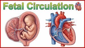 Illustration of the fetal circulatory system showing blood flow through the placenta and heart