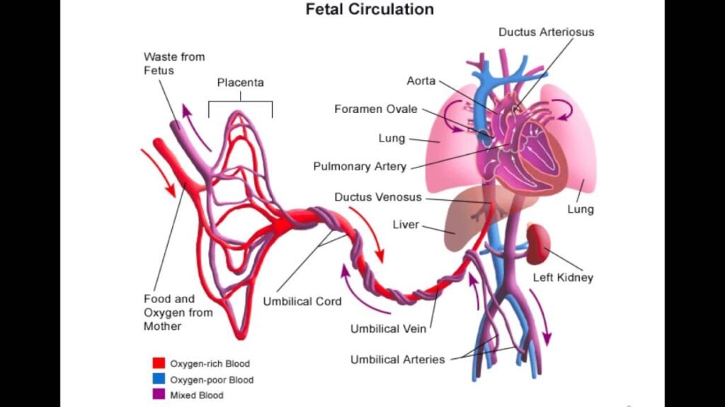 Fetal circulatory system showing blood flow between placenta and baby