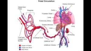 Fetal circulatory system showing blood flow between placenta and baby