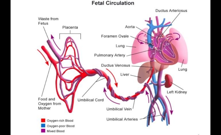 What Is Fetal Circulation and How Does It Work?