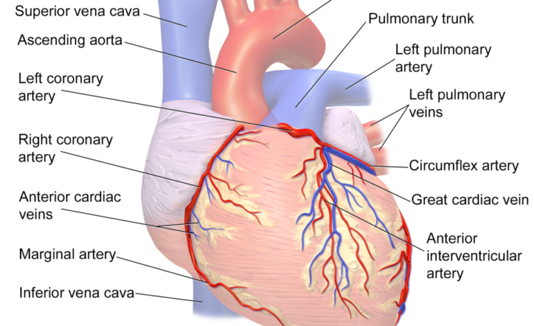 Anterior Interventricular Artery Problems and Heart Risks