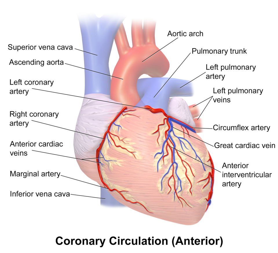 Anterior Interventricular Artery Problems and Heart Risks