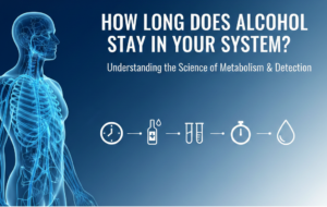 Alcohol processing in the body after drinking, showing blood alcohol levels and alcohol metabolism over time.