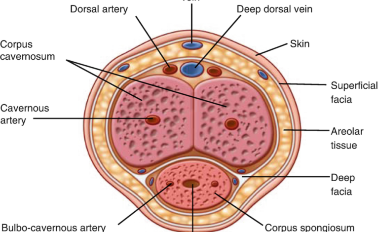 Anatomy of Penis: A Science-Based Look Beneath the Surface