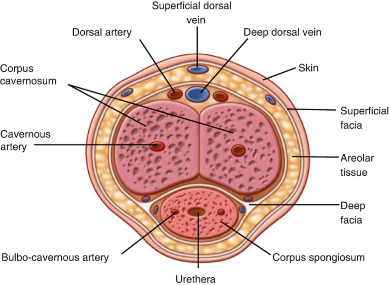 Anatomy of Penis: A Science-Based Look Beneath the Surface